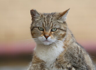Obraz premium Portrait of a gray green-eyed street cat