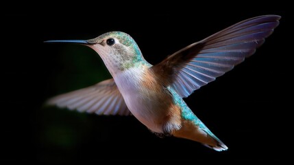 Naklejka premium Hummingbird in flight, wings sharply captured with high speed photography