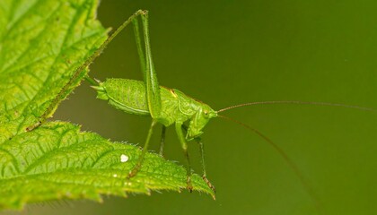A solitary green grasshopper with long antennae perches delicately on a vibrant leaf against a blurred natural green backdrop.