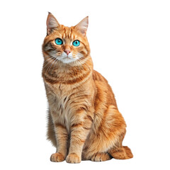 Fototapeta premium cat isolated on white background