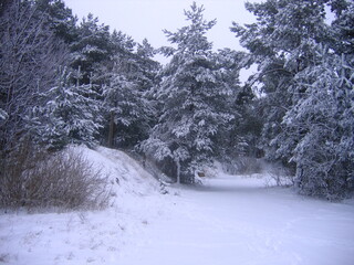 snow covered trees in winter