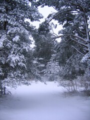 snow covered trees in winter