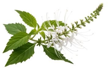 Cat's Whiskers flower (Orthosiphon aristatus) or Java tea, isolated on a white background