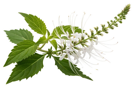 Cat's Whiskers flower (Orthosiphon aristatus) or Java tea, isolated on a white background