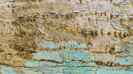 Tree bark texture close up, natural background for wallpaper or banner template