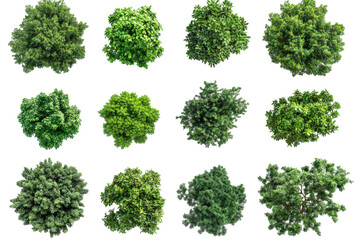 Collection of green leafy bushes from a top down perspective isolated on transparent background. Top view collection of lush green trees isolated on white background.