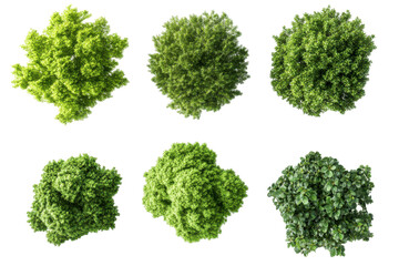 Collection of green leafy bushes from a top down perspective isolated on transparent background. Top view collection of lush green trees isolated on white background.