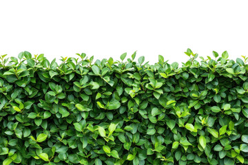 Green hedge with small leaves isolated on transparent background. Top view green hedge providing natural privacy and adding beauty to landscaping isolated on white background.