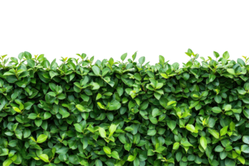 Green hedge with small leaves isolated on transparent background. Top view green hedge providing natural privacy and adding beauty to landscaping isolated on white background.