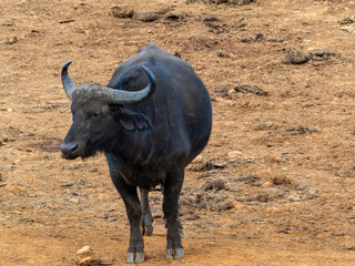 African buffalo in Aberdare National Park in Kenya