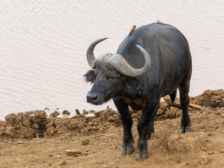 Obraz premium African buffalo next to the Lake in Aberdare National Park in Kenya