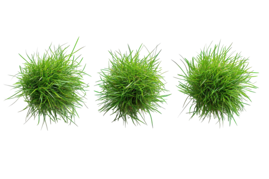 Vibrant green grass isolated on transparent background. Set of green grass tuft arranged in a trio isolated on white background.
