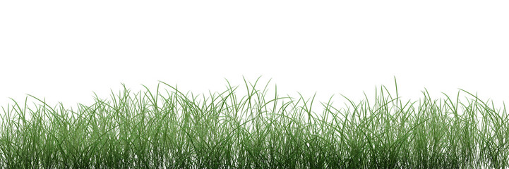 green grass isolated on white/Green grass and foliage in a natural outdoor garden meadow and lawn.