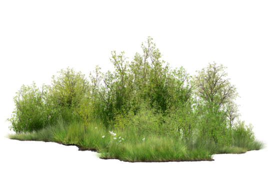 green grass isolated on white/Green shrubs and grass in a natural 