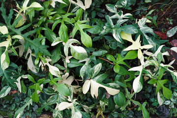 Closeup of Philodendron Florida Green Leaf with Unique Lobed Shape, Lobed Philodendron is evergreen hybrid plant. Thailand. Araceae Aroid Philodendron Rare luxury variegated plant.