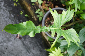 Closeup of Philodendron Florida Green Leaf with Unique Lobed Shape, Lobed Philodendron is evergreen hybrid plant. Thailand. Araceae Aroid Philodendron Rare luxury variegated plant.