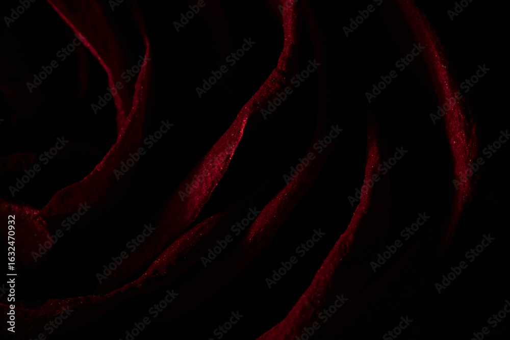 Wall mural an abstract, close-up view of a dark red rose petals with a velvety or satin texture, with subtle sp