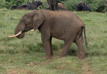 Fototapeta premium Adult elephant in Aberdare Park, Kenya