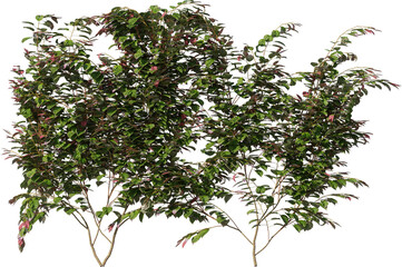 Vines, Climbing Plants, Wall Plants, Ivy