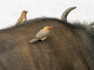 Red-billed Oxpeckers on african buffalo