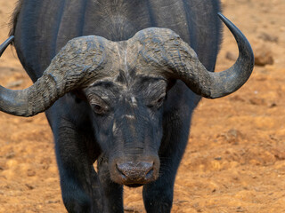 Obraz premium African buffalo in Aberdare National Park in Kenya