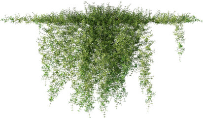 Vines, Climbing Plants, Wall Plants, Ivy