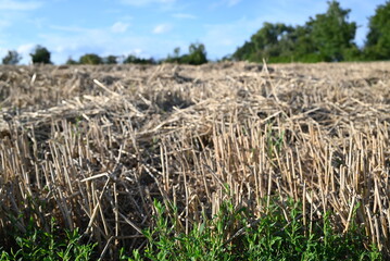 Weizenfeld am Horizont unter blauem Himmel