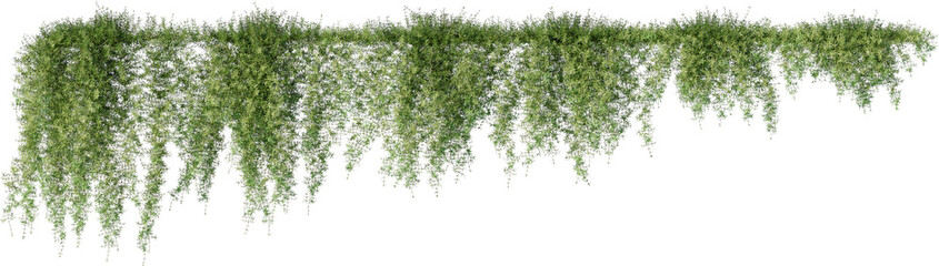 Vines, Climbing Plants, Wall Plants, Ivy © KenScape