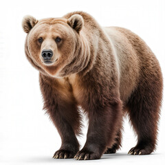 Fototapeta premium Majestic Grizzly Bear: A formidable grizzly bear stands tall and proud, its gaze captivating and its powerful frame embodying the essence of wilderness.