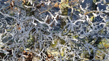 Frost-covered branches in winter landscape under bright sunlight  