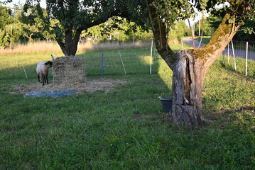 Domestic Sheep Grazing in Sunlight
