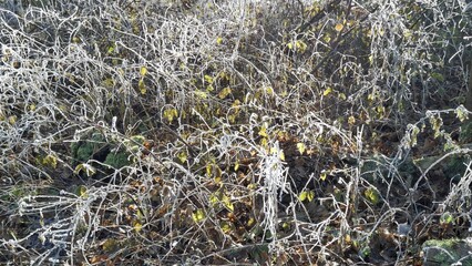 Frost-covered plants with yellow leaves in winter landscape  