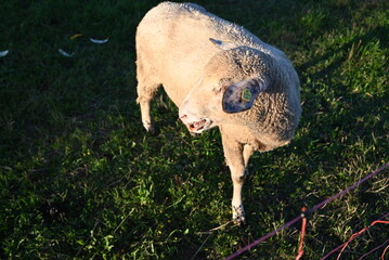Hausschaf weidet im Sonnenlicht