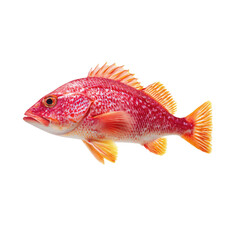 Obraz premium Vibrant Red Fish with Distinctive Patterns Swimming Gracefully Underwater in a Natural Habitat