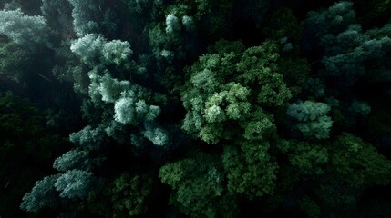 Lush densely layered tropical rainforest canopy viewed from above