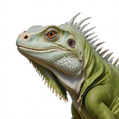 Obraz premium Iguana's Elegant Pose: A close-up showcases an iguana's graceful head, marked by intricate scales and vibrant eyes, a symbol of untamed beauty and resilience in the wilderness.