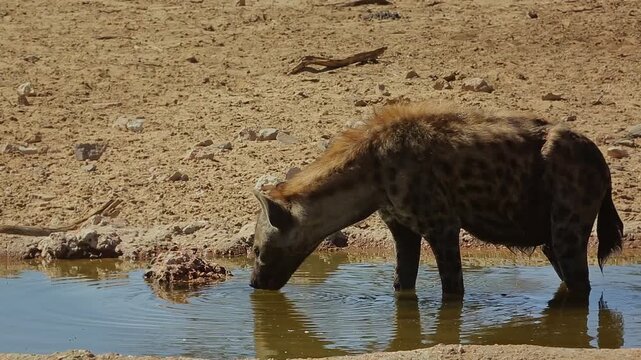Spotted hyaena drinking in waterhole in Kgalagadi transfrontier park, South Africa ; Specie Crocuta crocuta family of Hyaenidae