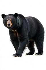 Fototapeta premium Majestic Black Bear: A formidable black bear stands tall, its glossy black fur and intense gaze capturing the untamed spirit of the wilderness. A portrait of strength and survival.