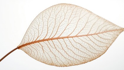 Fototapeta premium Intricate, delicate leaf skeleton, revealing the complex network of veins and structures against a light background