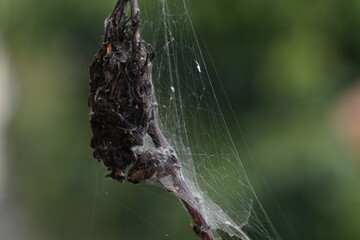 Tela de Araña en árbol