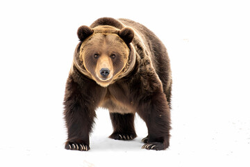 Fototapeta premium Grizzly Bear: Majestic Power in the Wild