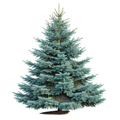 Obraz premium Colorado blue spruce tree evergreen picea pungens green foliage close up png evergreen tree nature png blue-green spruce plant png picea pungens conifer tree png transparent background image