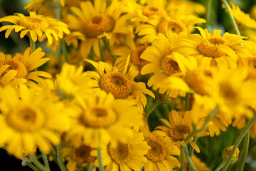 Bright yellow flowers fill the market stand during the spring season, showcasing vibrant colors and attracting visitors looking for fresh blooms