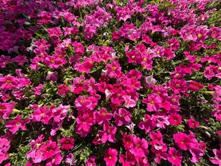 Fototapeta premium Delicate pink petunia flowers. Light pink petunia flowers glow in the sunlight in the garden. Close-up. Summer garden decoration hybrid Petunia atkinsiana, Petunia hybrida. 