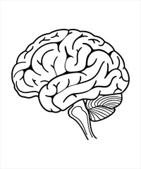 Human brain vector illustration showing anatomy and intelligence in a medical and artistic style