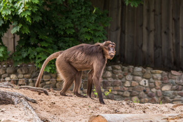 Female Gelada baboon Theropithecus gelada, the bleeding-heart monkey or the gelada baboon