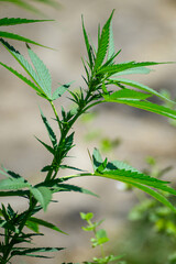 A Natural and Organic Marijuana Plantation. Concept The farming of a medicinal herb.