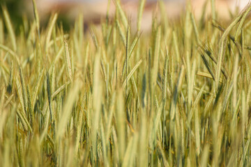 An Agricultural Background of a Cereal Field. Concept The source of our food.