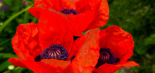 Bright red poppy flowers bloom in a lush garden during spring, showcasing their vibrant petals and unique purple centers
