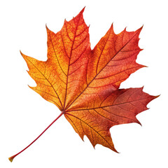 Fototapeta premium autumn maple leaf high-resolution seasonal art, detailed photorealistic themes, high-quality seasonal themes, photorealistic seasonal design, PNG format seasonal imagery